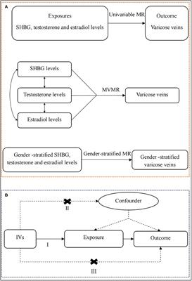Sex hormone-binding globulin exerts sex-related causal effects on lower extremity varicose veins: evidence from gender-stratified Mendelian randomization